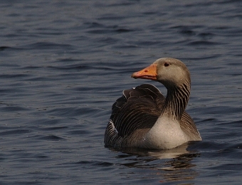 61. Oie cendrée